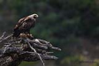 Şah kartal / Aquila heliaca / Eastern imperial eagle 